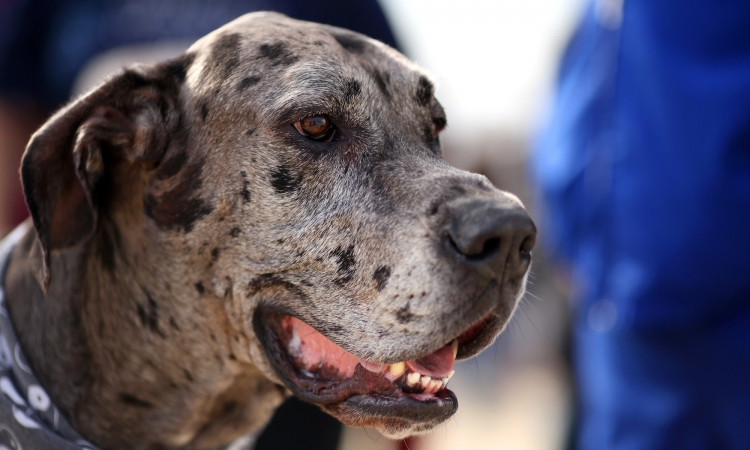 La Torsione Dilatazione gastrica (GDV) nel cane